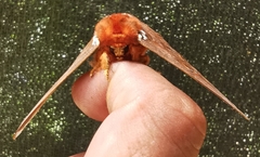 Procitheronia fenestrata