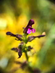 Pedicularis parviflora