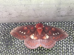 Procitheronia fenestrata