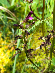 Pedicularis parviflora