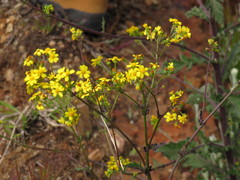 Senecio subcanescens