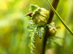Pedicularis parviflora