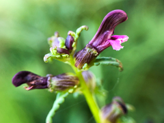 Pedicularis parviflora