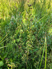 Pedicularis parviflora