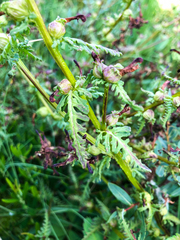 Pedicularis parviflora