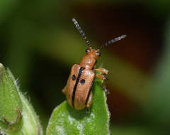 Lema bipunctata
