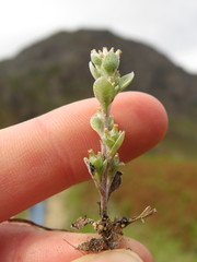 Troglophyton parvulum