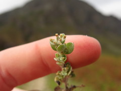 Troglophyton parvulum