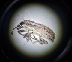 Sitona cylindricollis