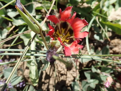 Romulea sabulosa