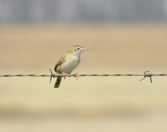 Cisticola juncidis terrestris