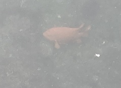 Hypsypops rubicundus