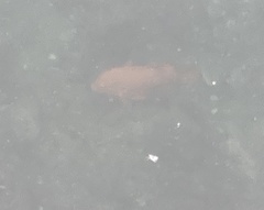Hypsypops rubicundus