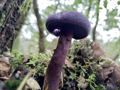 Cortinarius violaceus