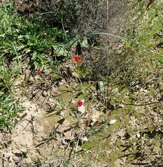 Romulea sabulosa