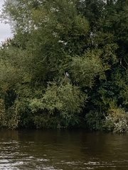 Ardea cinerea