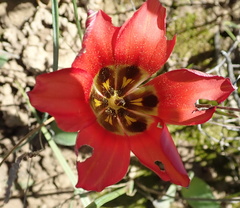 Romulea sabulosa