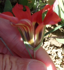 Romulea sabulosa