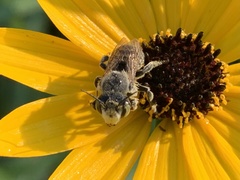 Megachile parallela