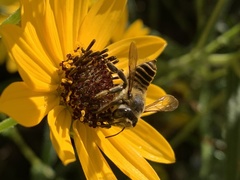 Megachile parallela