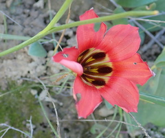 Romulea sabulosa