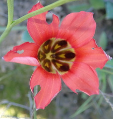 Romulea sabulosa