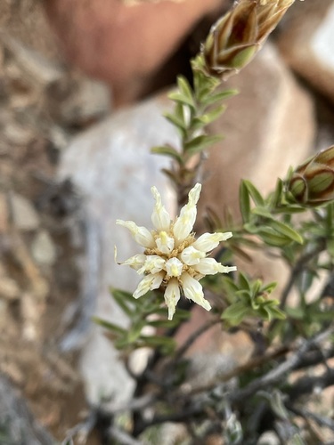 Image of Pteronia hutchinsoniana by (c) Matt Berger, some rights reserved (CC BY)