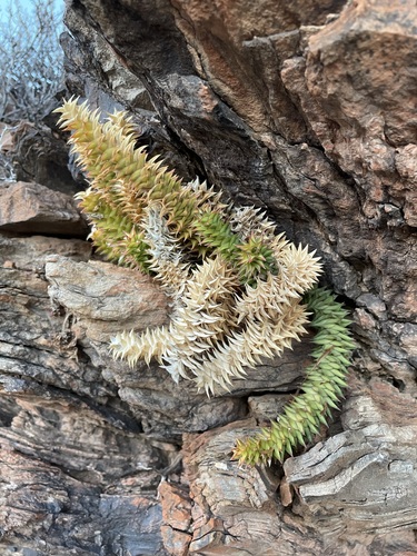 Astroloba spirella