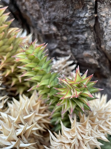 Astroloba spirella