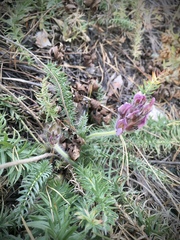 Oxytropis myriophylla
