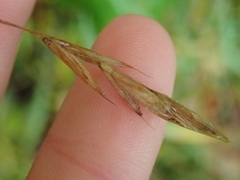 Bromus latiglumis