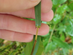 Bromus latiglumis
