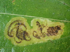 Calycomyza vogelmanni