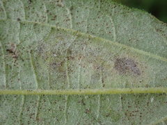 Calycomyza vogelmanni