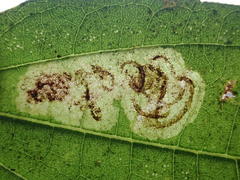 Calycomyza vogelmanni