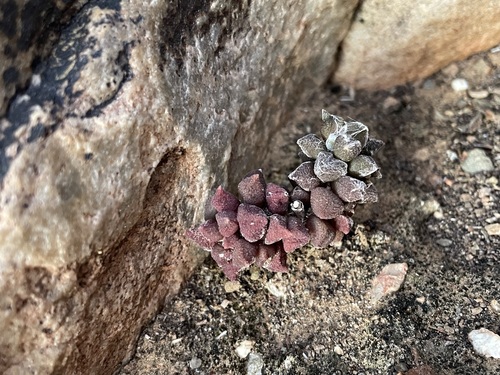Anacampseros arachnoides