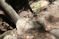 Oplurus quadrimaculatus