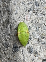 Prolimacodes badia