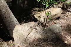 Oplurus quadrimaculatus