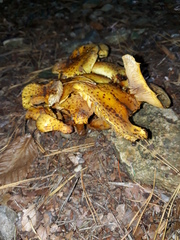 Pholiota jahnii