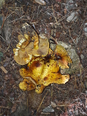 Pholiota jahnii