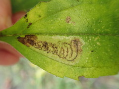 Calycomyza vogelmanni