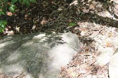 Oplurus quadrimaculatus