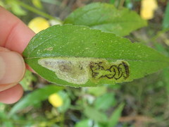 Calycomyza vogelmanni