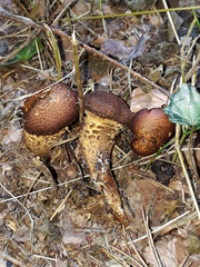 Pholiota jahnii