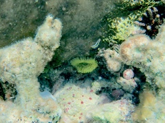 Notaulax occidentalis