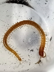 Geophilomorpha