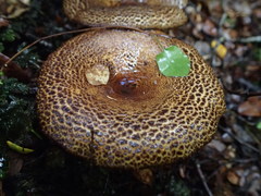 Austropaxillus