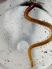 Geophilomorpha