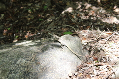 Oplurus quadrimaculatus